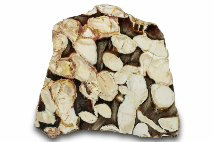 Gorgeous Petrified Peanut Wood Slab - Australia #314294